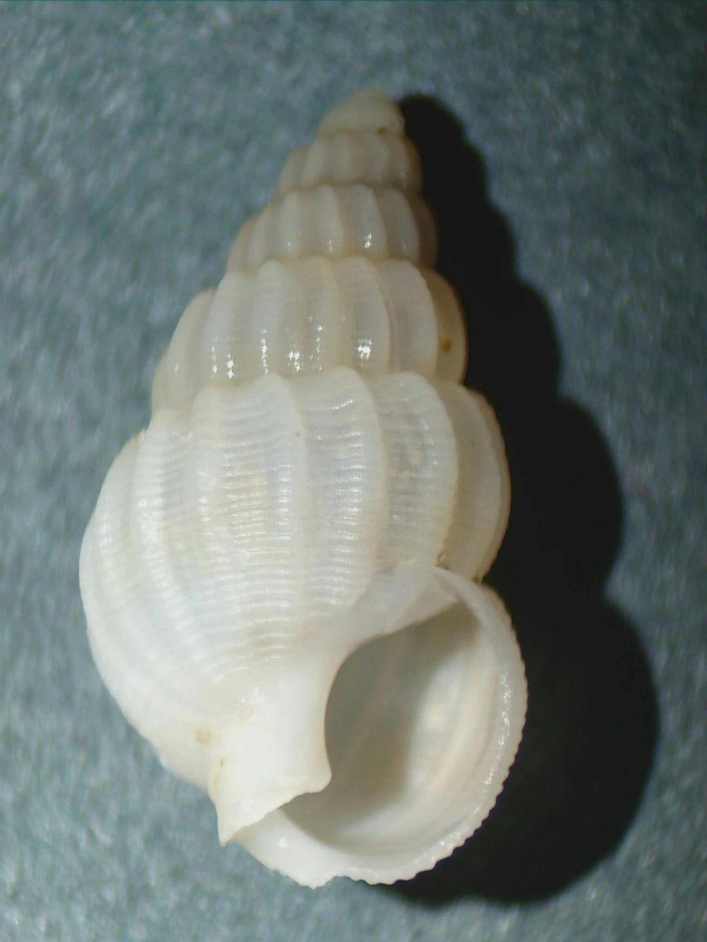 Gasteropode