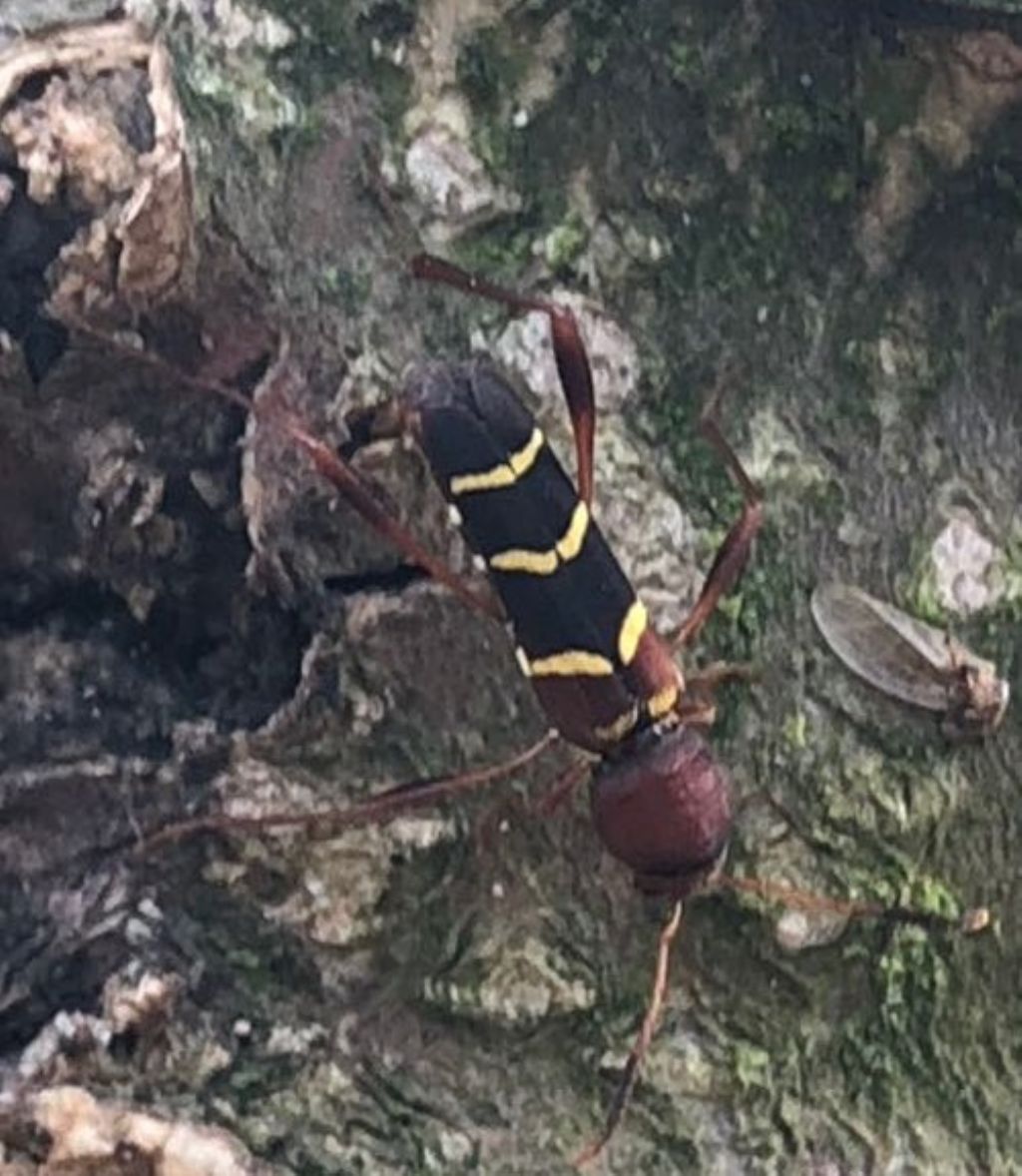 Cerambycidae: Neoclytus acuminatus