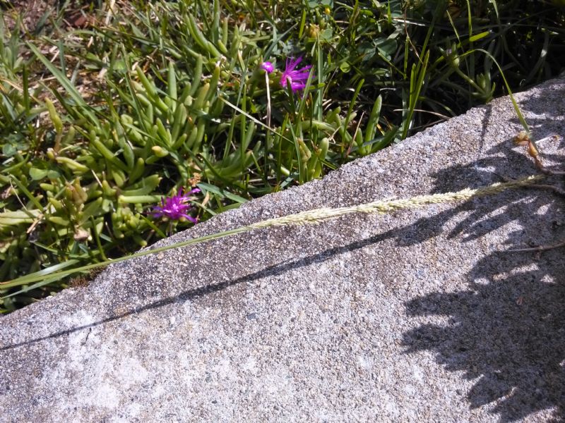 Poacea - Sporobolus indicus