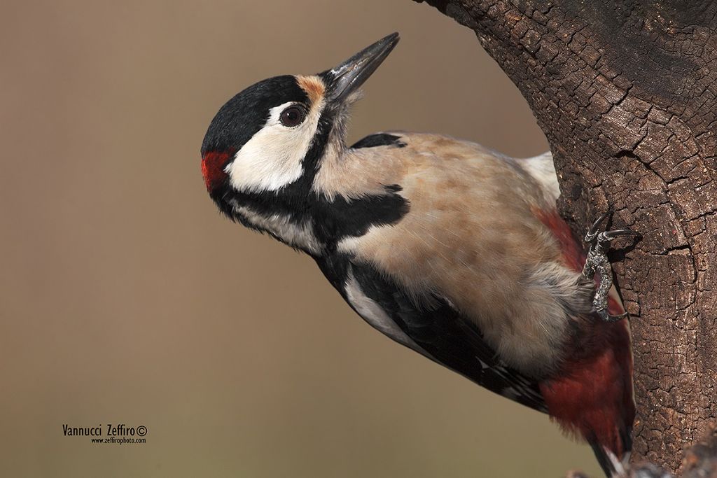 Picchio rosso giocoliere
