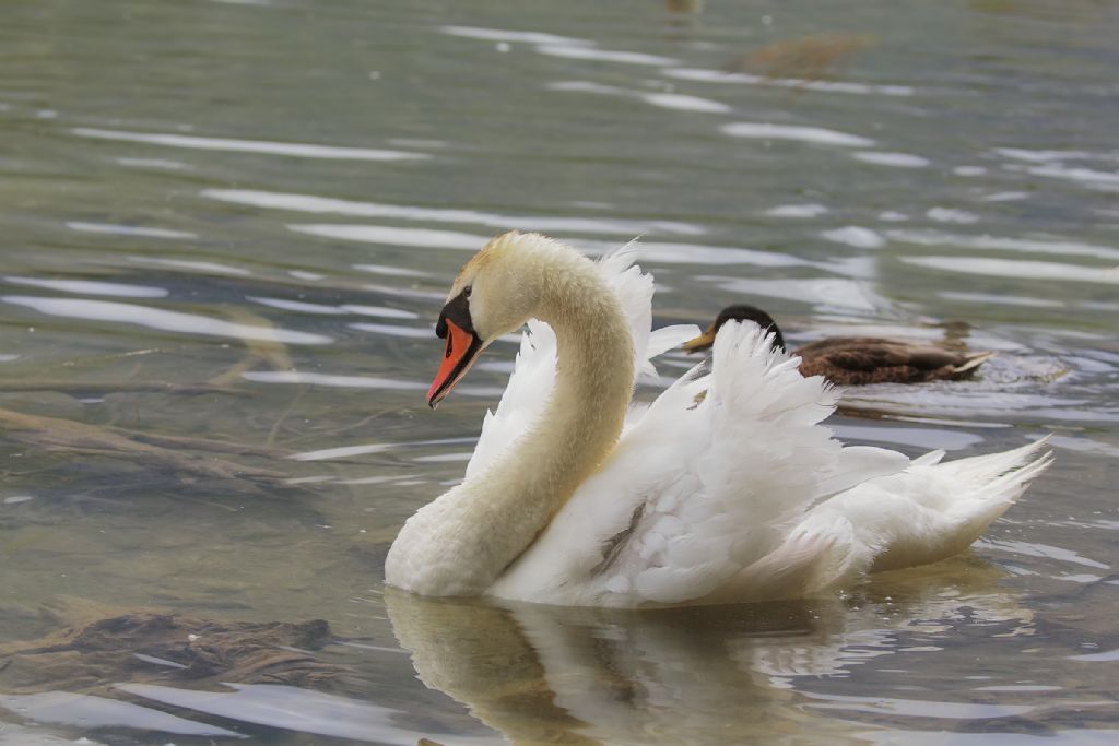 cigno lago di dobbiaco