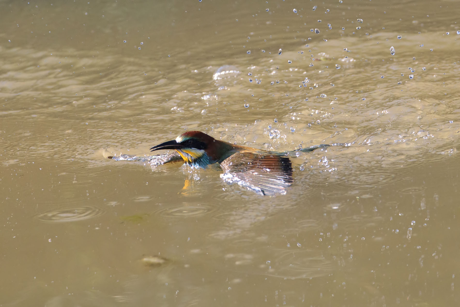 Gruccioni al bagnetto