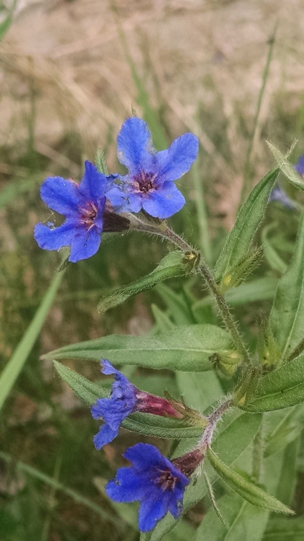 Buglossoides purpurocaerulea (Boraginaceaea)