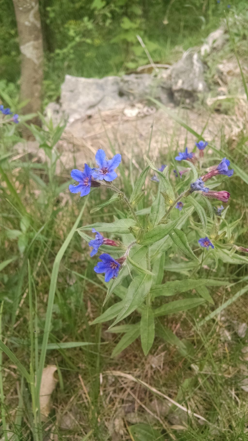 Buglossoides purpurocaerulea (Boraginaceaea)