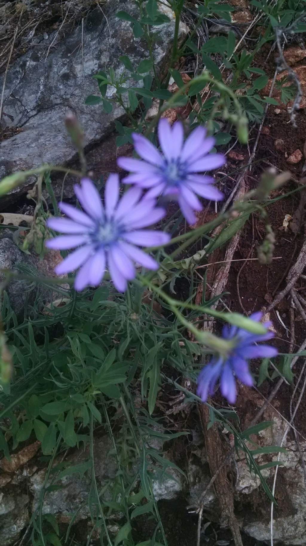 Lactuca perennis