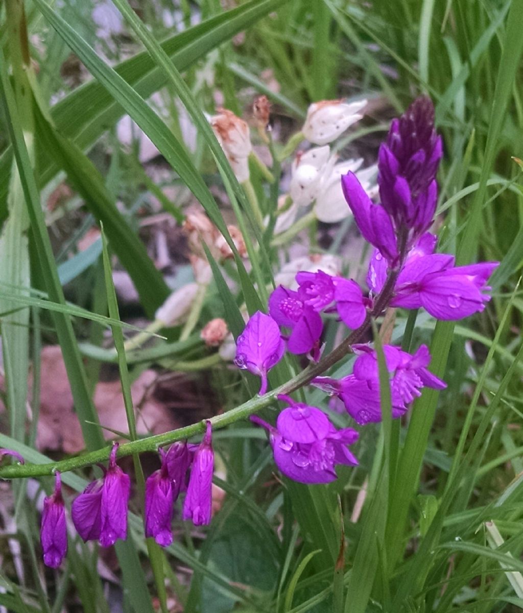 da determinare 5 - Polygala sp.