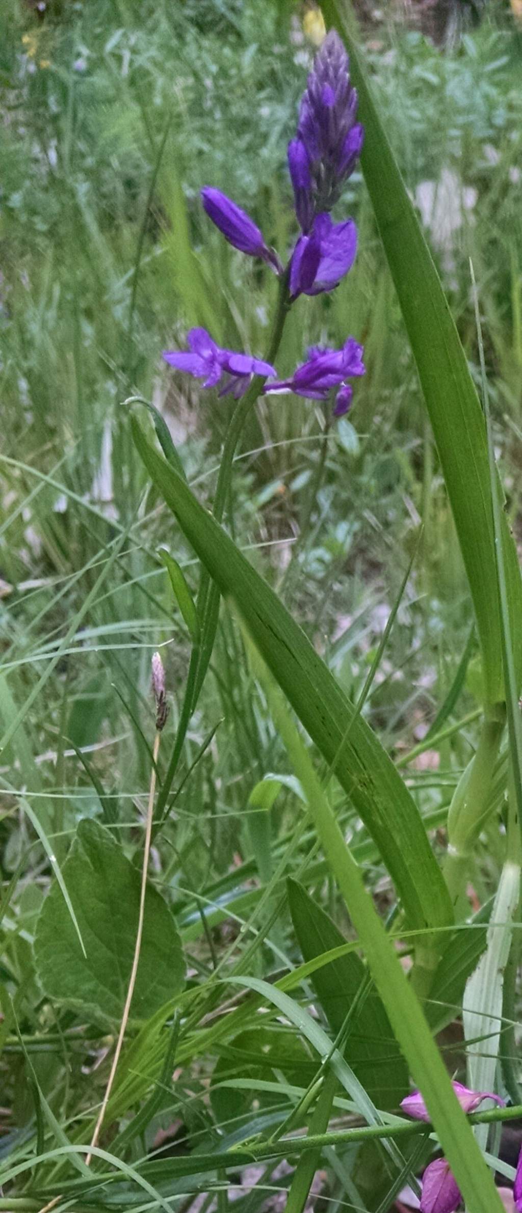 da determinare 5 - Polygala sp.