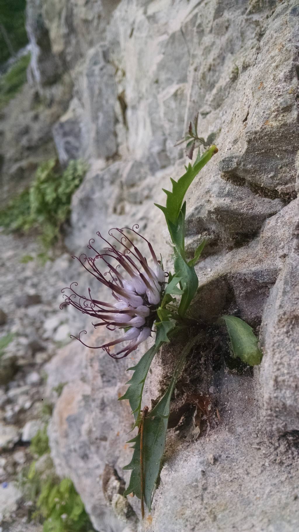 Physoplexis comosa (Campanulaceae)