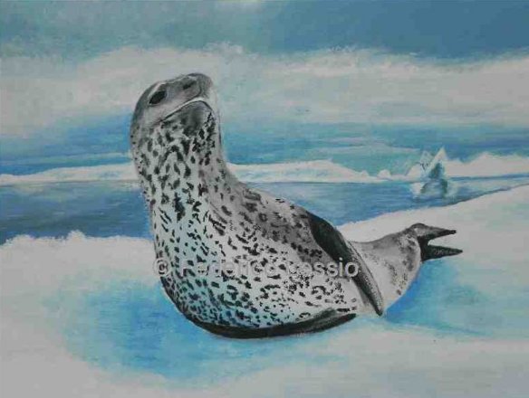 fauna antartica 2: foca leopardo