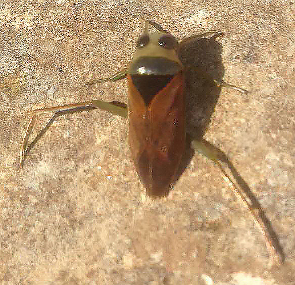 Notonectidae:   Notonecta meridionalis var. rufescens (cfr.)