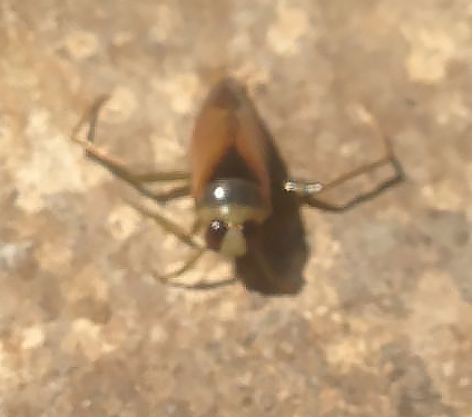 Notonectidae:   Notonecta meridionalis var. rufescens (cfr.)