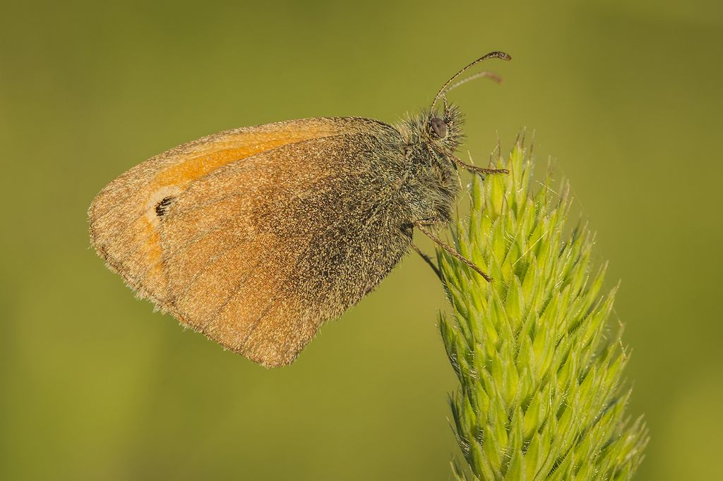 Coenonympha pamphilus? S