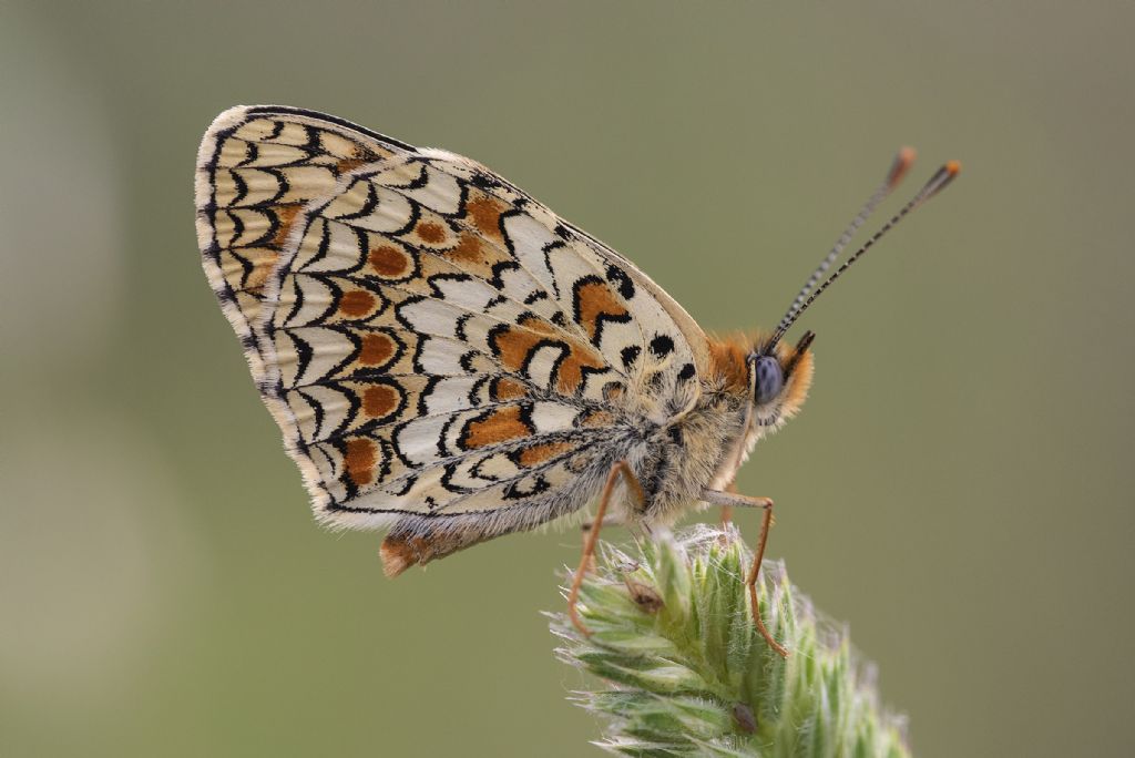 Melitaea phoebe ?  S !