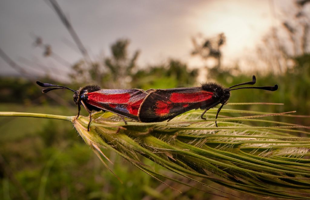 id: Zygaena punctum