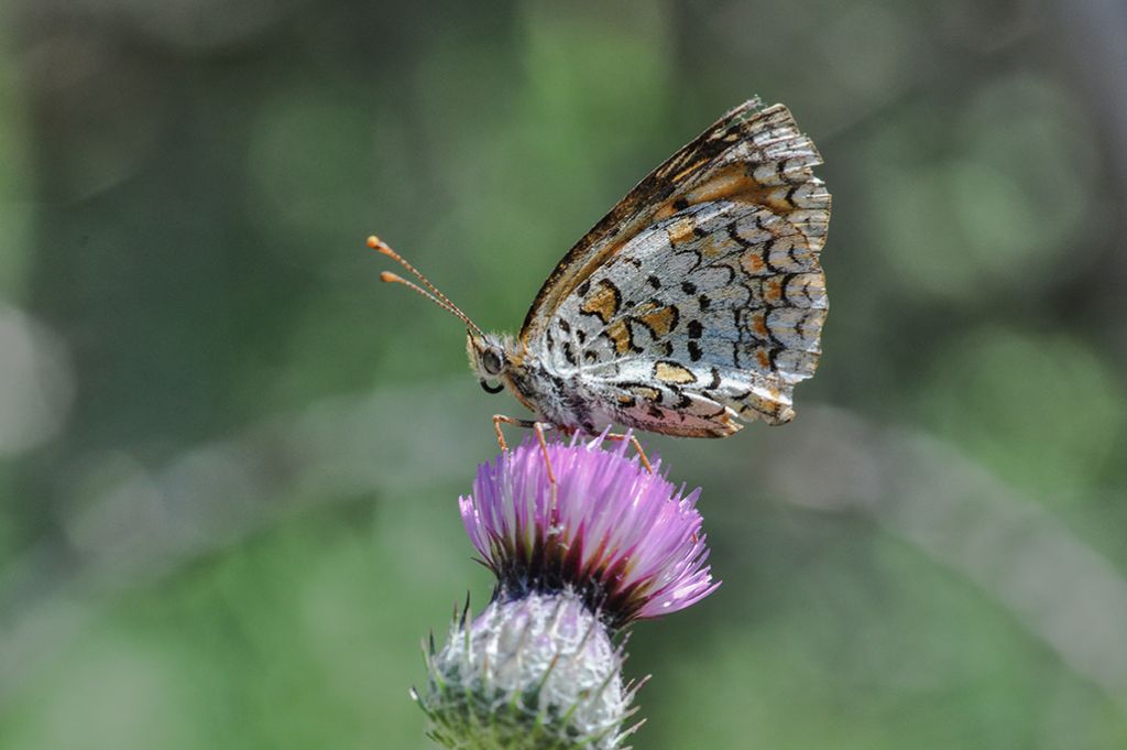 M....Phoebe ?  No, Melitaea ornata