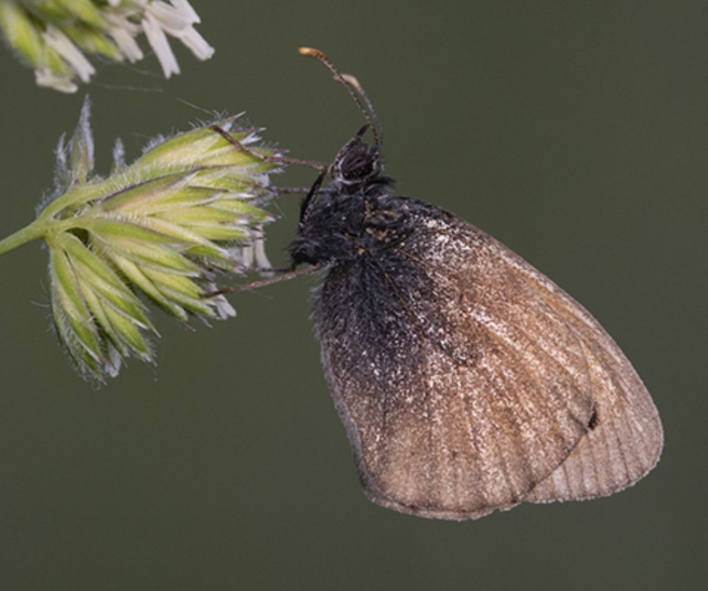 id