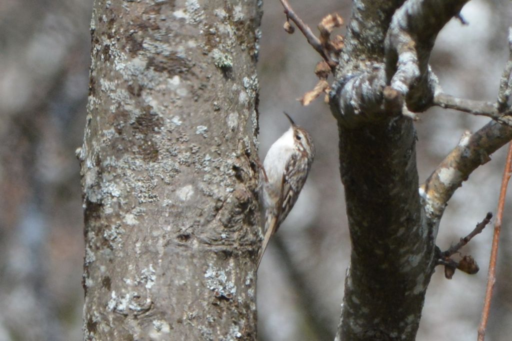 Rampichino comune o alpestre ? Rampichino comune