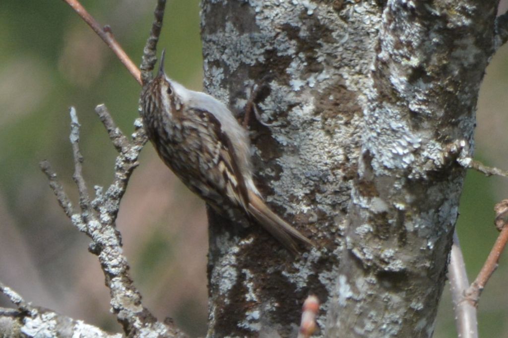 Rampichino comune o alpestre ? Rampichino comune