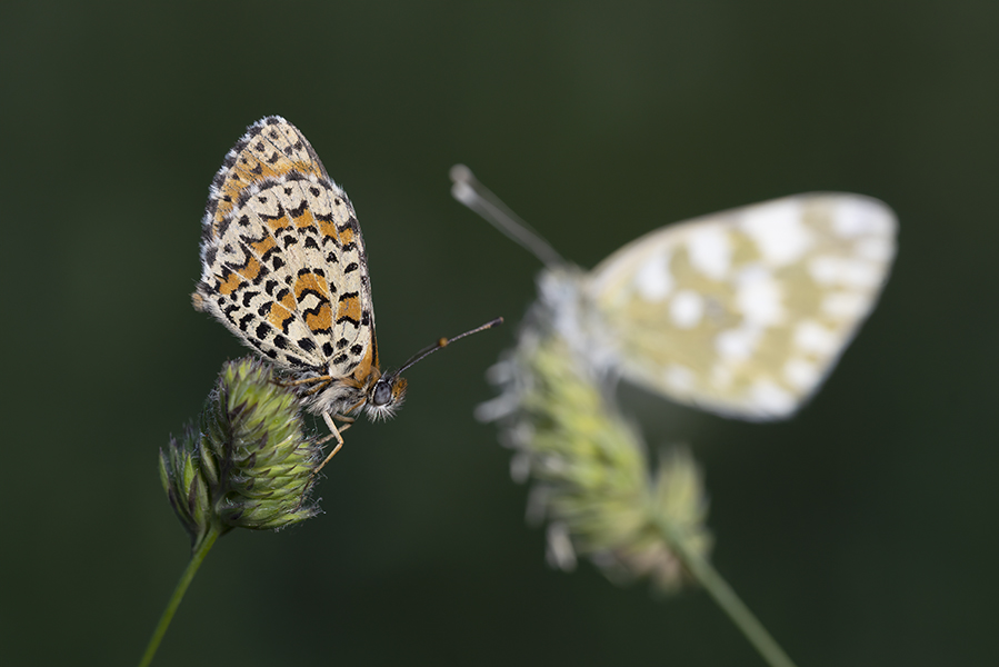 Melitaea trivia ?  S