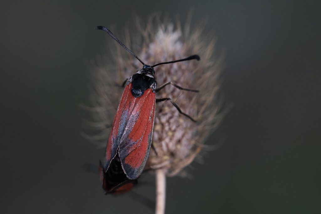 Zygaena erythrus ? S