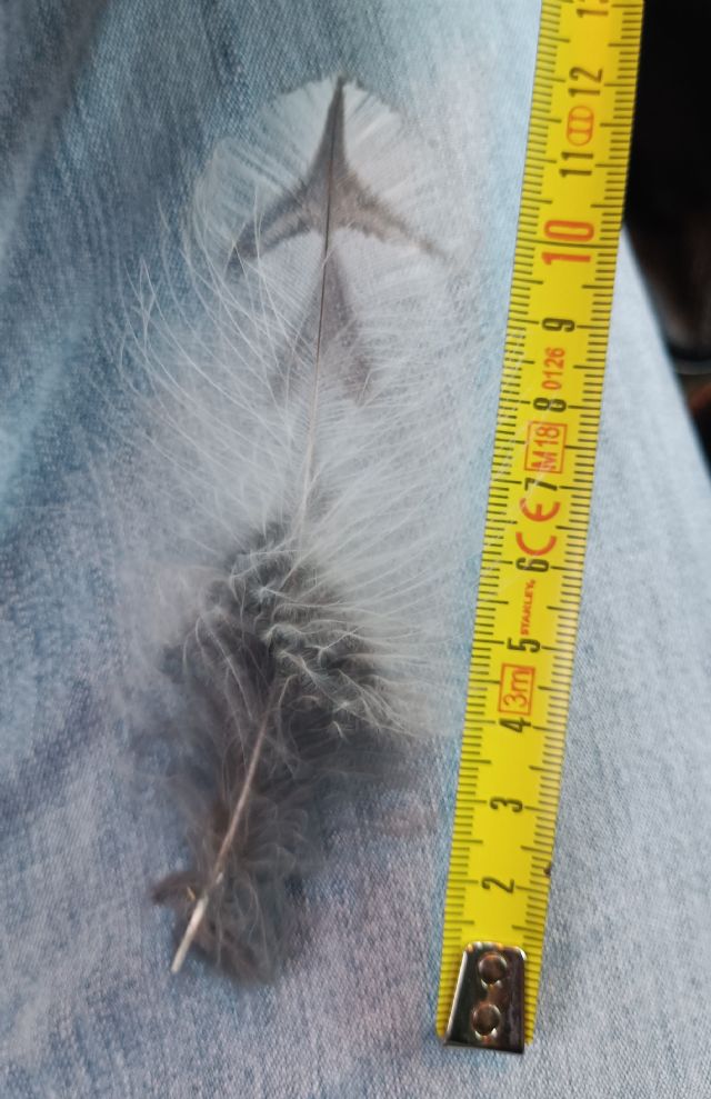 Piuma da identificare