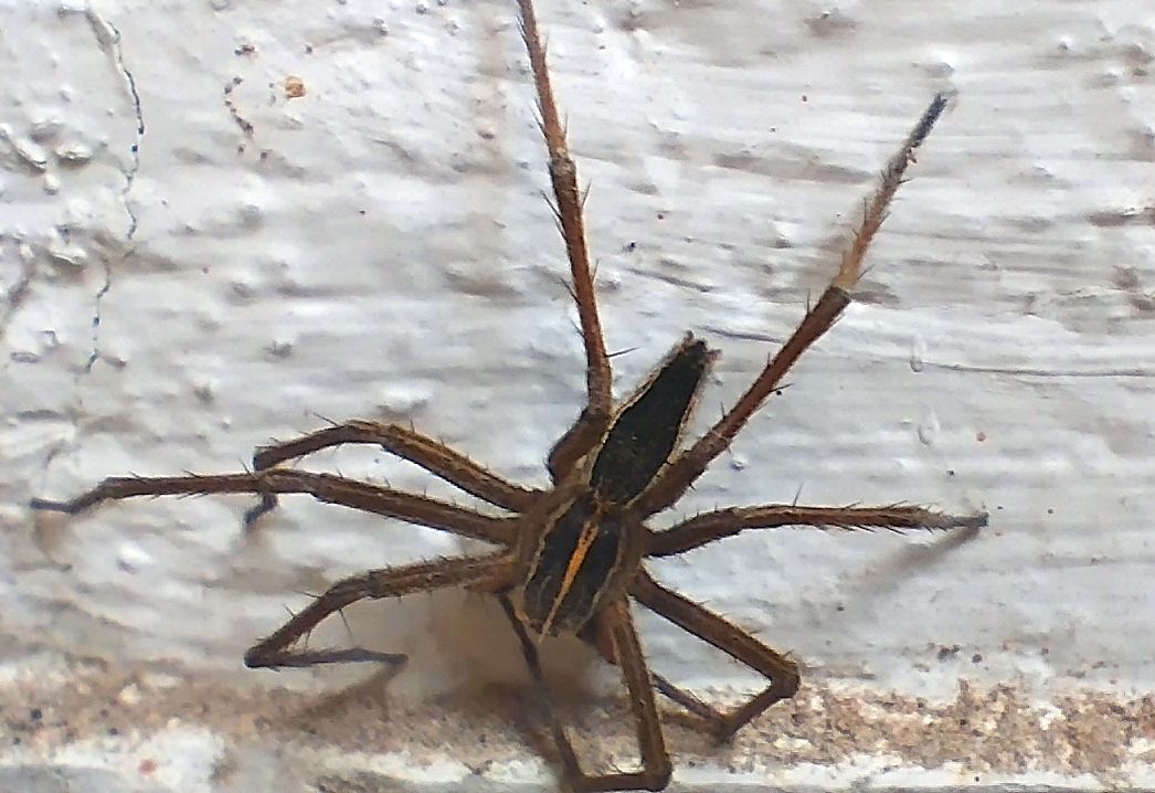 IDentificazione ragni
