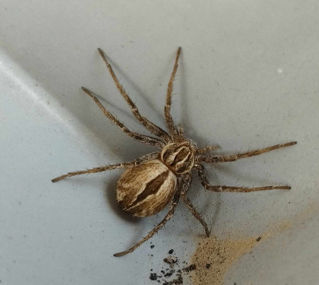 IDentificazione ragni