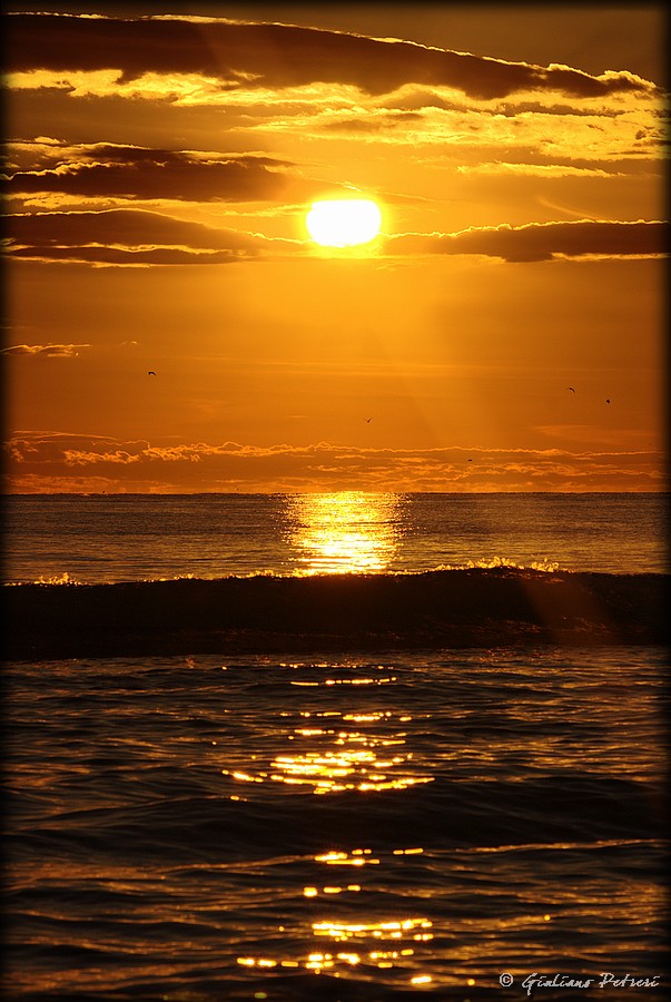 Cigni al Mare