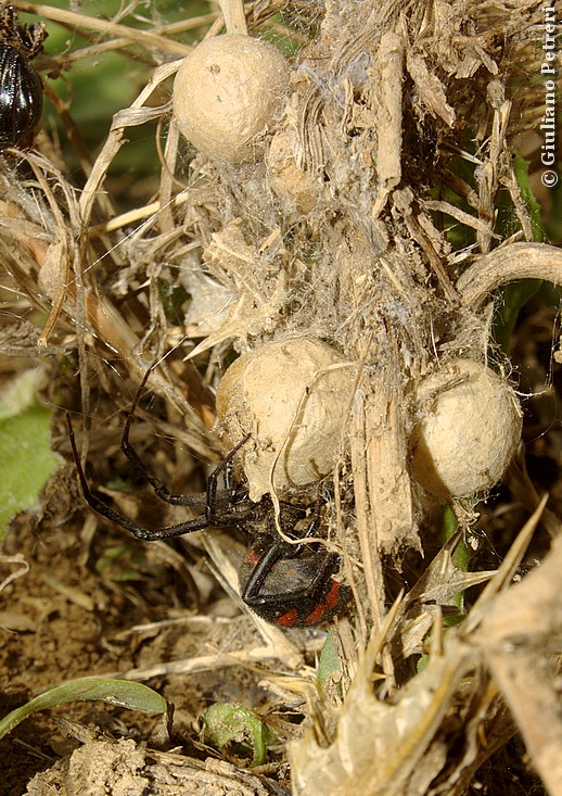 Letrodectus tredecimguttatus