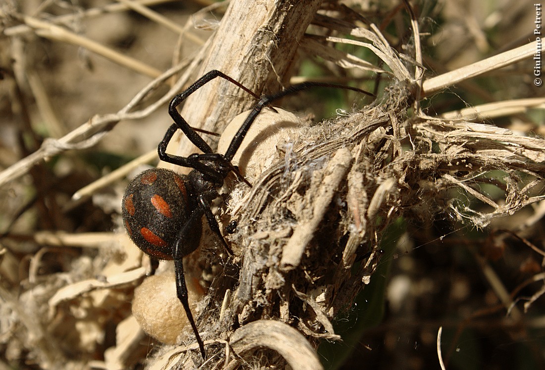 Letrodectus tredecimguttatus