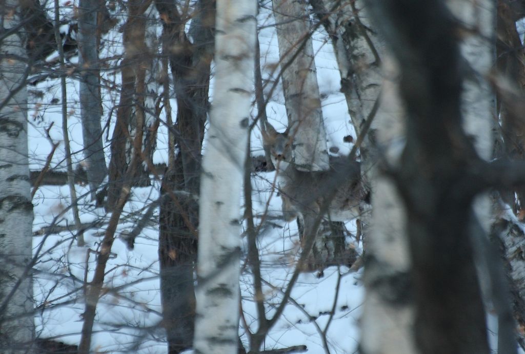 Pista di lupo? - Avigliana (TO)