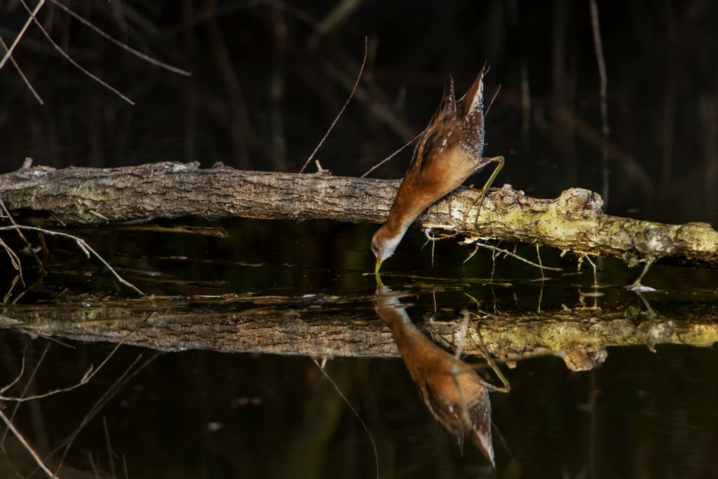 Schiribilla (Porzana parva), femmina