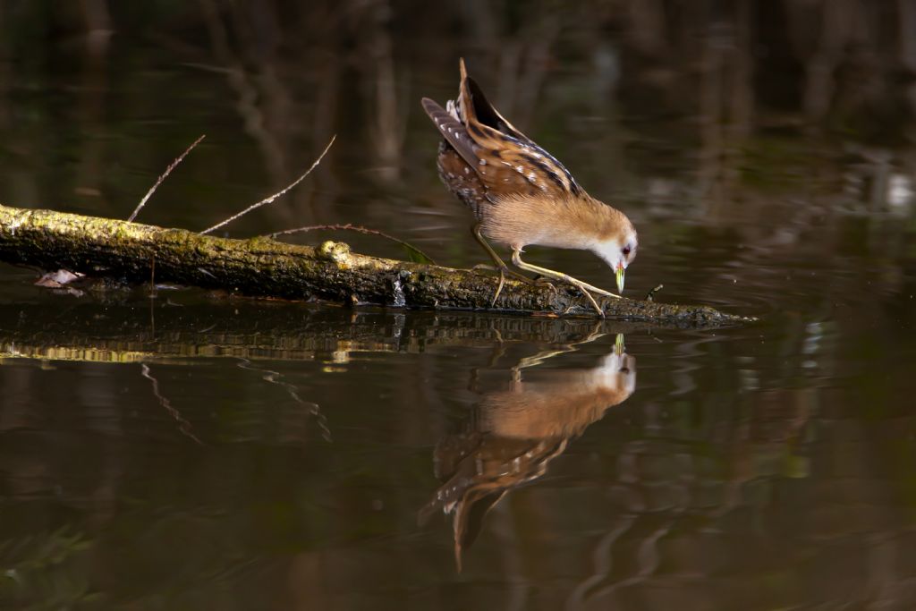 Schiribilla (Porzana parva), femmina