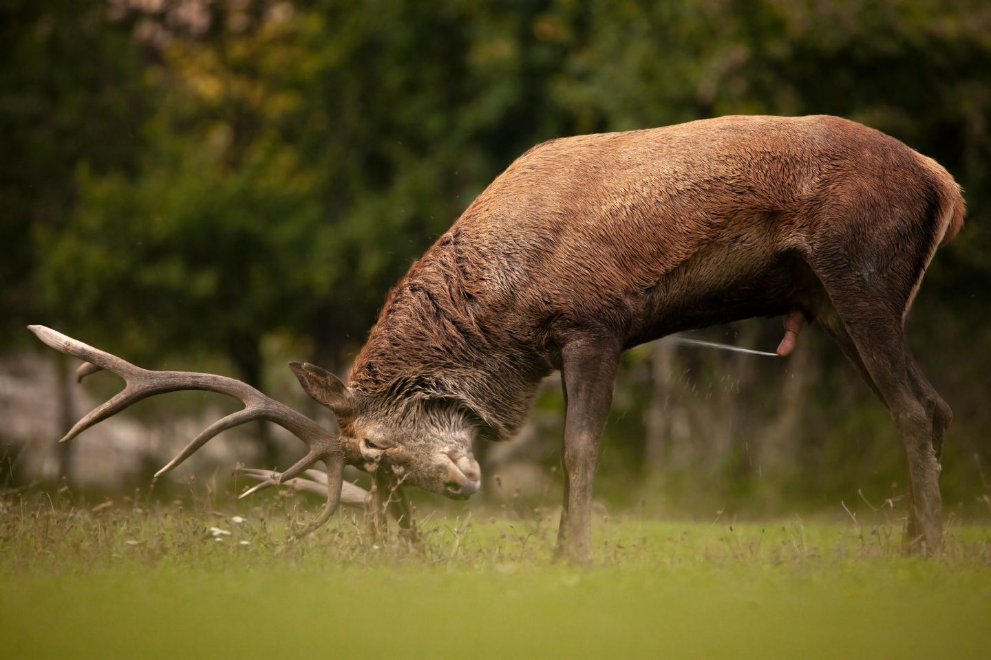 Marcare se stessi : Cervus elaphus