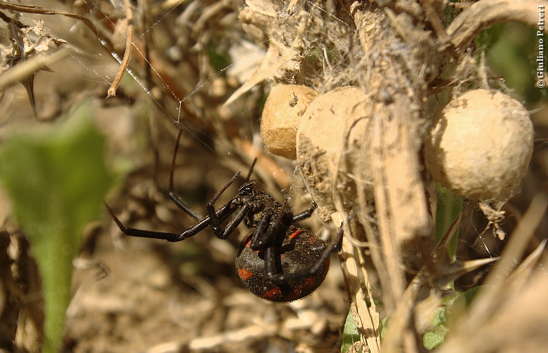 Letrodectus tredecimguttatus