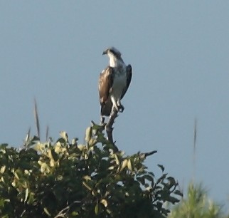 id rapace (probabile colpaccio)