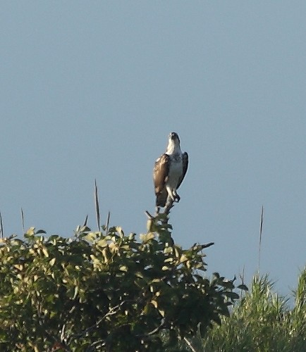 id rapace (probabile colpaccio)
