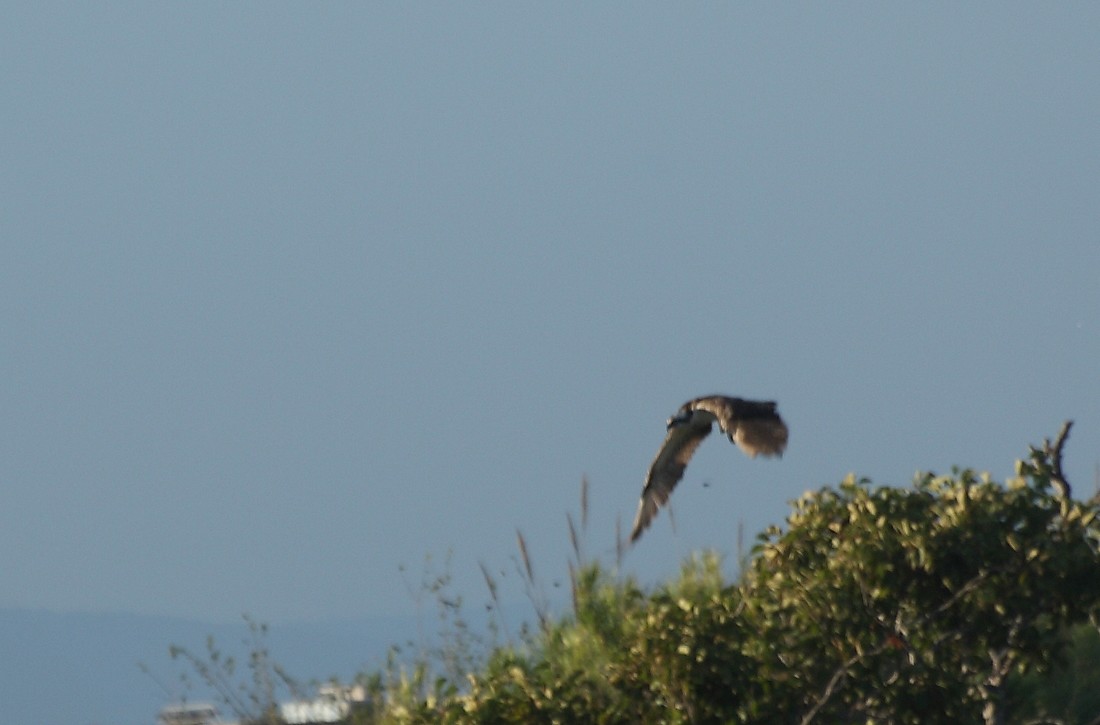 id rapace (probabile colpaccio)