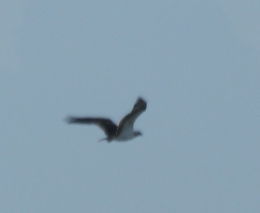 id rapace (probabile colpaccio)