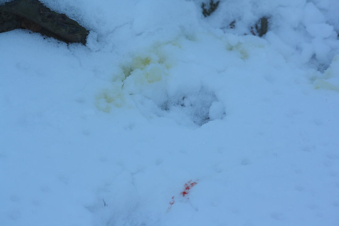 Pista di lupo? - Avigliana (TO)