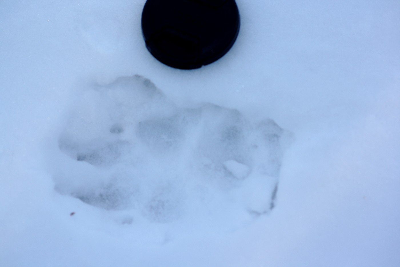 Pista di lupo? - Avigliana (TO)