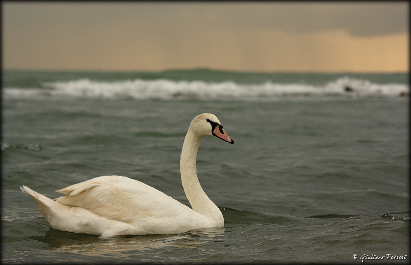 Cigni al Mare