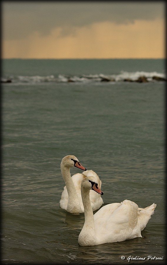 Cigni al Mare
