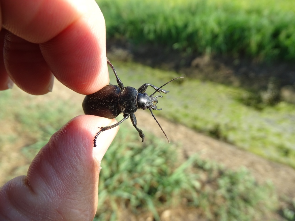 Carabidae: Calosoma maderae
