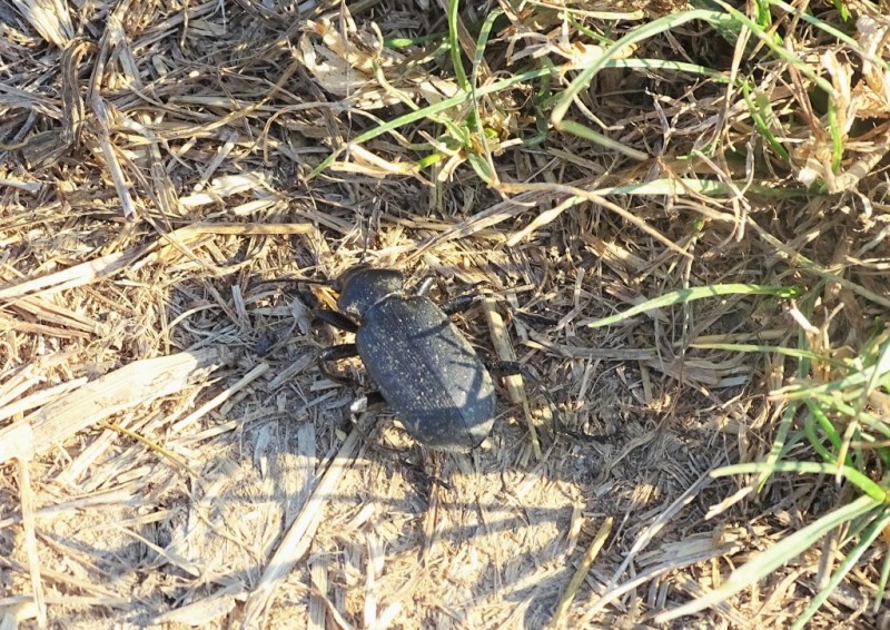 Carabidae: Calosoma maderae