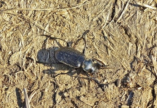 Carabidae: Calosoma maderae