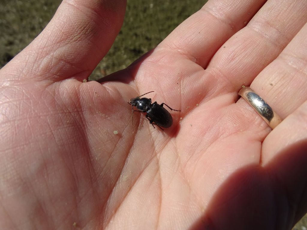 Carabidae: Pterostichus cfr. melas