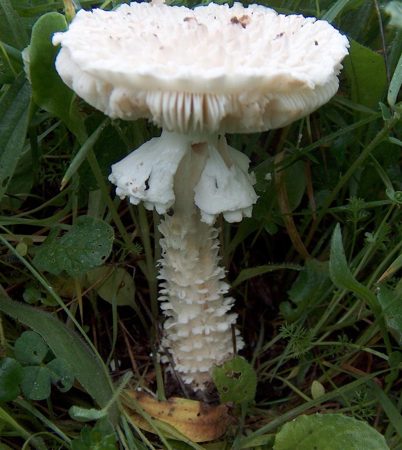 Amanita vittadinii . Specie da proteggere.