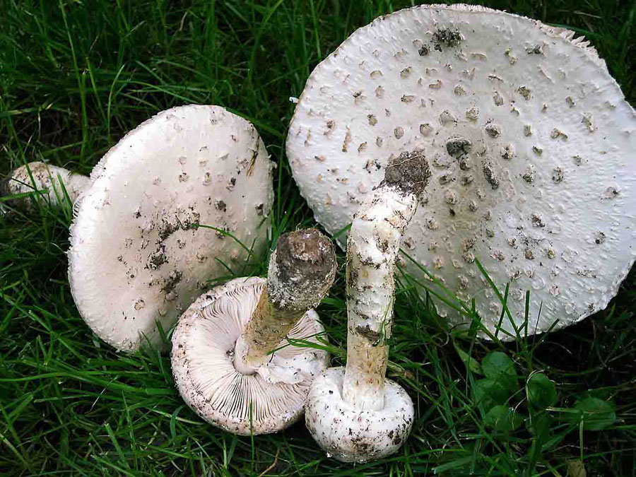 Amanita vittadinii . Specie da proteggere.