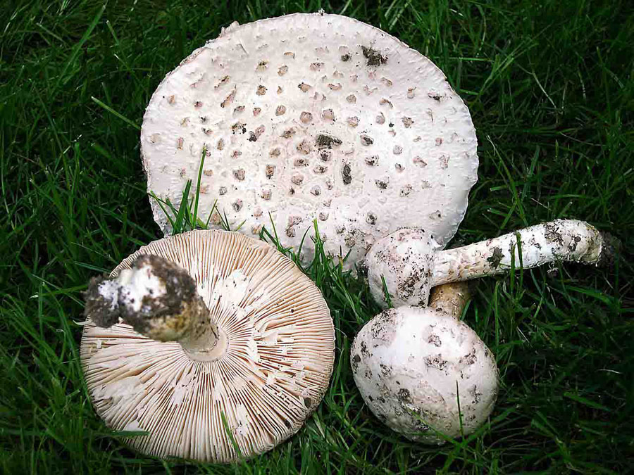 Amanita vittadinii . Specie da proteggere.